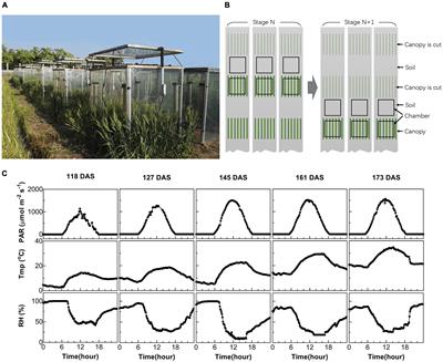 Diurnal and Seasonal Variations of Photosynthetic Energy Conversion Efficiency of Field Grown Wheat